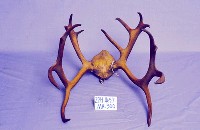 馴鹿角藏品圖，第2張